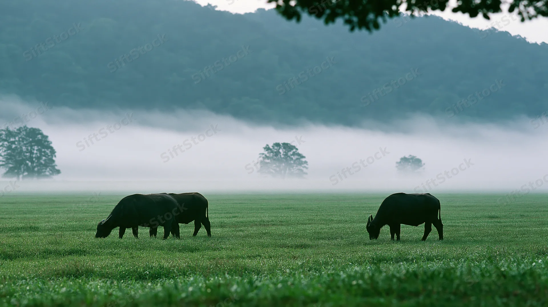 Water buffalo grazing in a foggy green pasture with distant trees and mountains