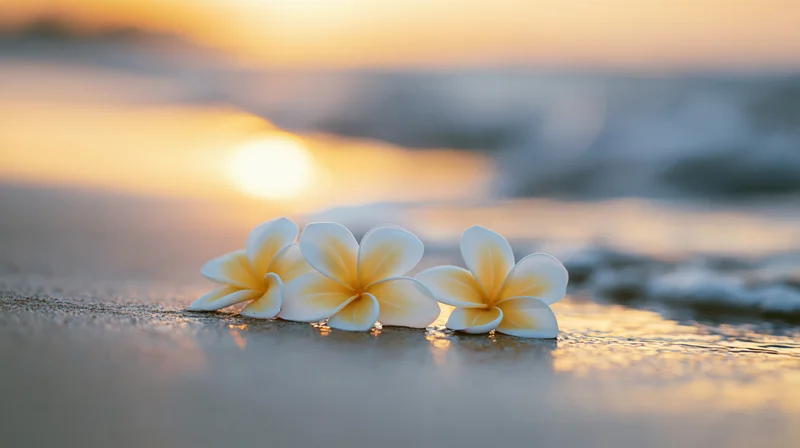 Three white plumeria flowers with yellow centers resting on wet sand at beach during sunset