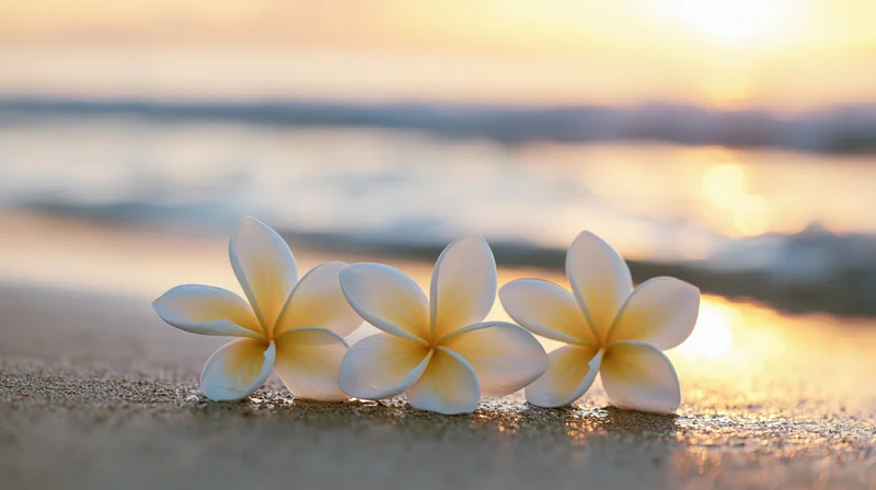 Three white plumeria flowers with yellow centers resting on wet sand at beach during sunset