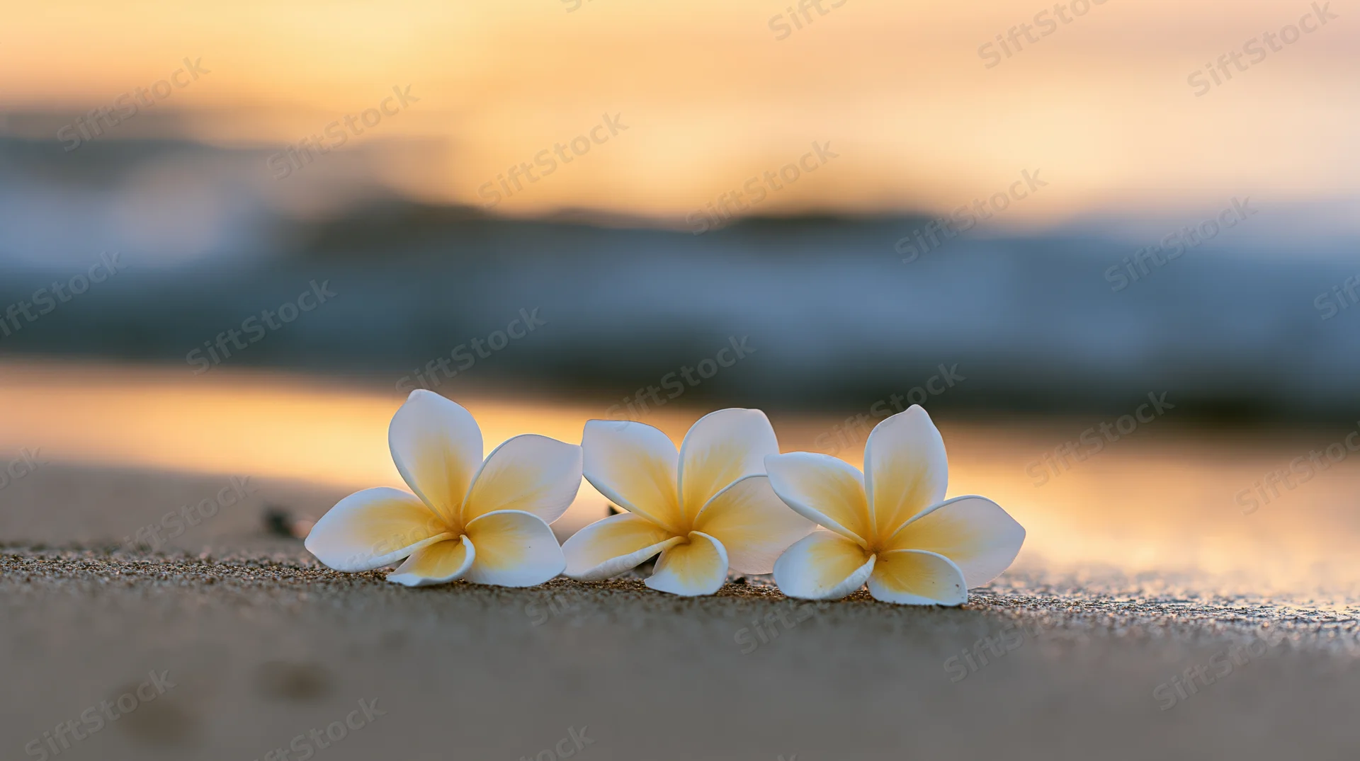 Three white plumeria flowers with yellow centers resting on wet sand at beach during sunset