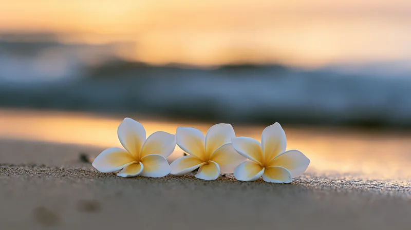 Three white plumeria flowers with yellow centers resting on wet sand at beach during sunset