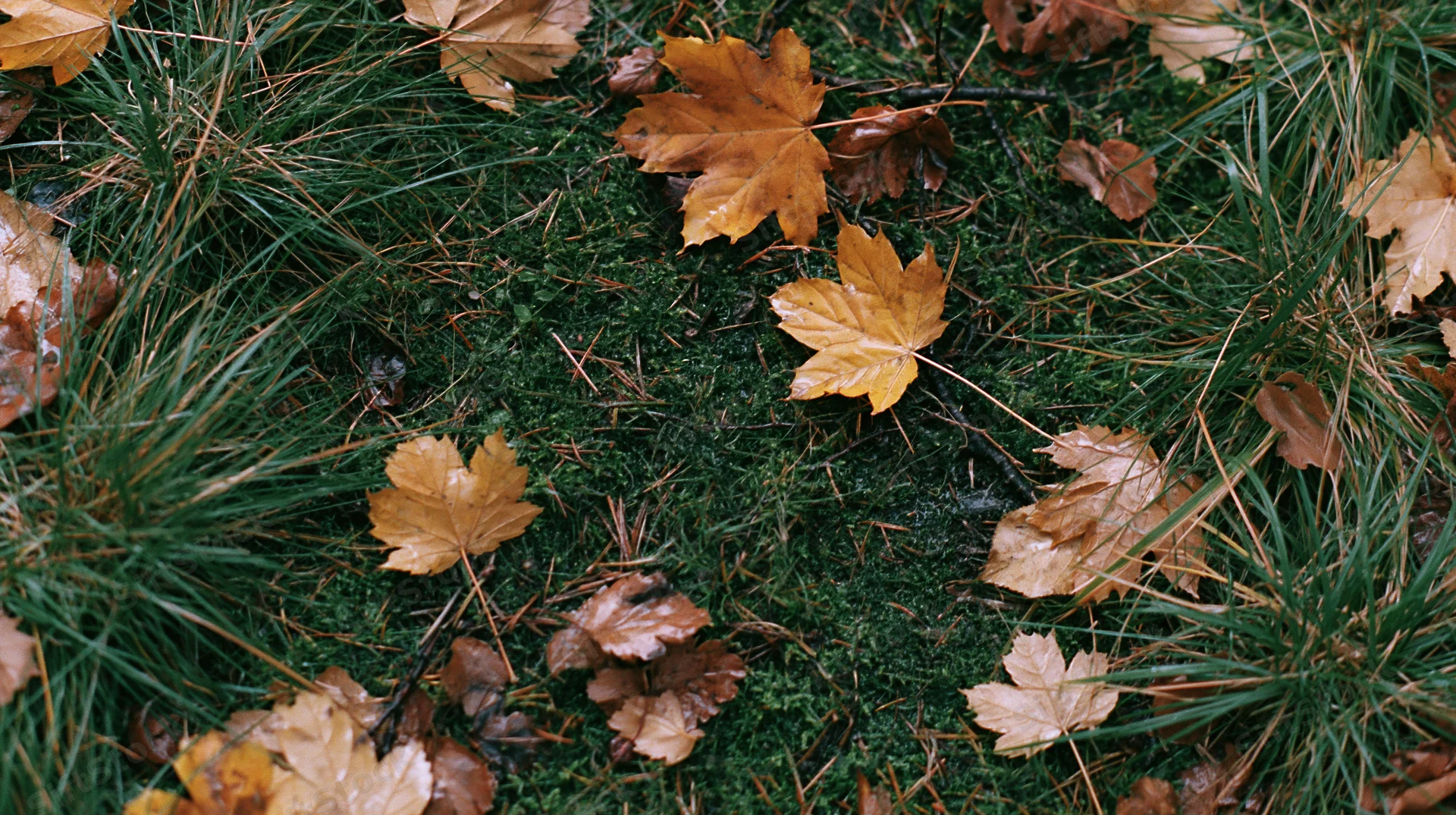 Fallen maple leaves scattered on mossy forest floor among green grass