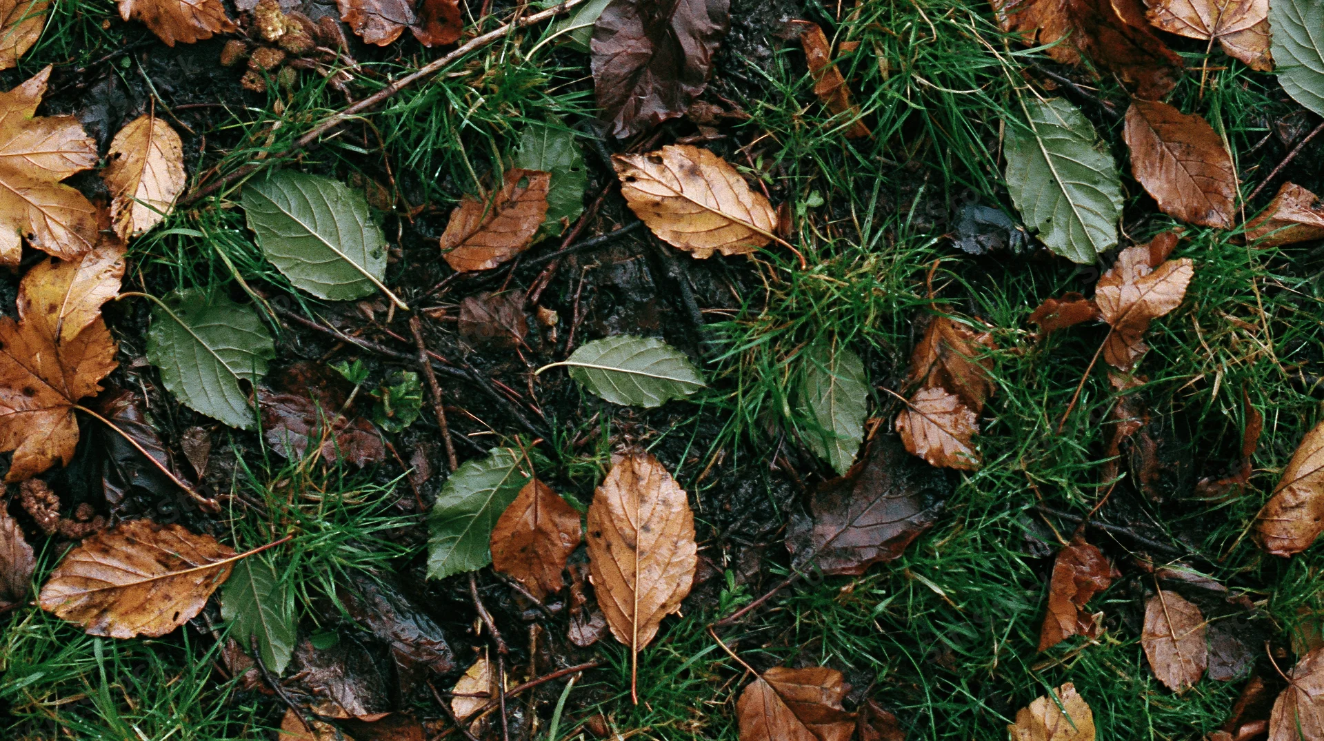 Scattered autumn leaves and green grass on a damp forest floor