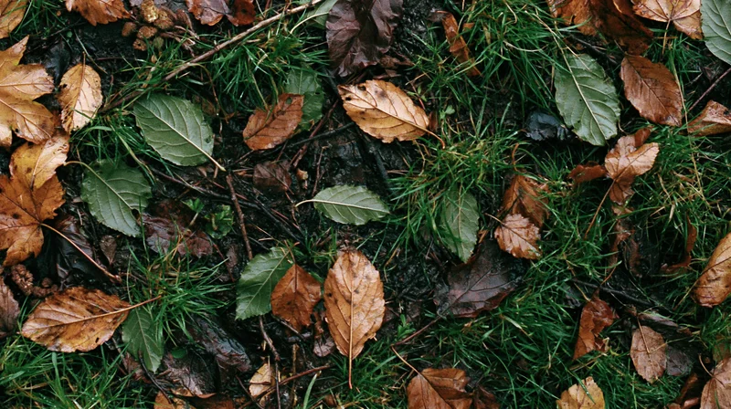 Scattered autumn leaves and green grass on a damp forest floor