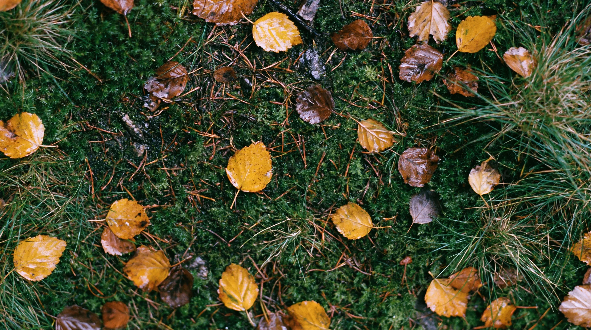 Scattered autumn leaves and moss on forest floor