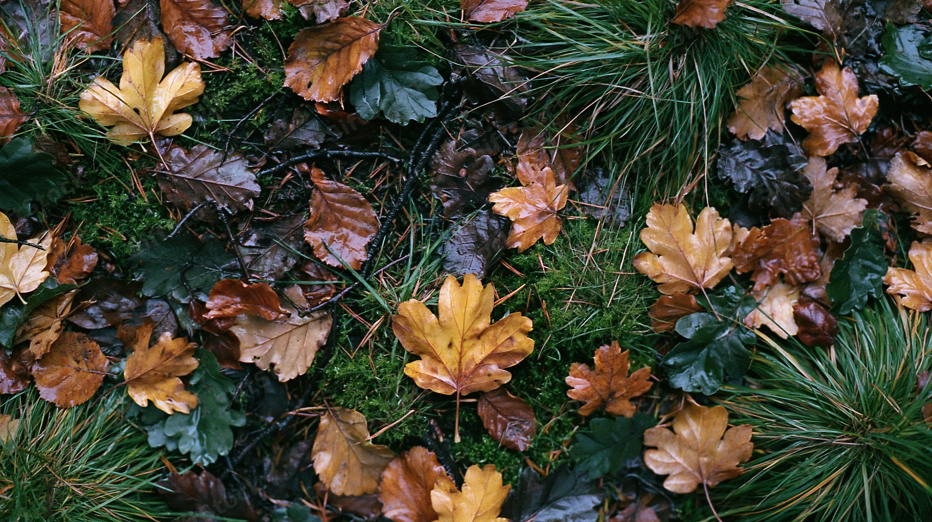 Autumn leaves and moss scattered across forest floor in overhead view