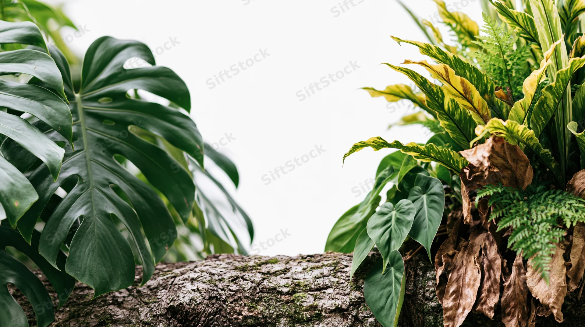 Tropical plants with large monstera and fern leaves framing a white center on a mossy tree trunk