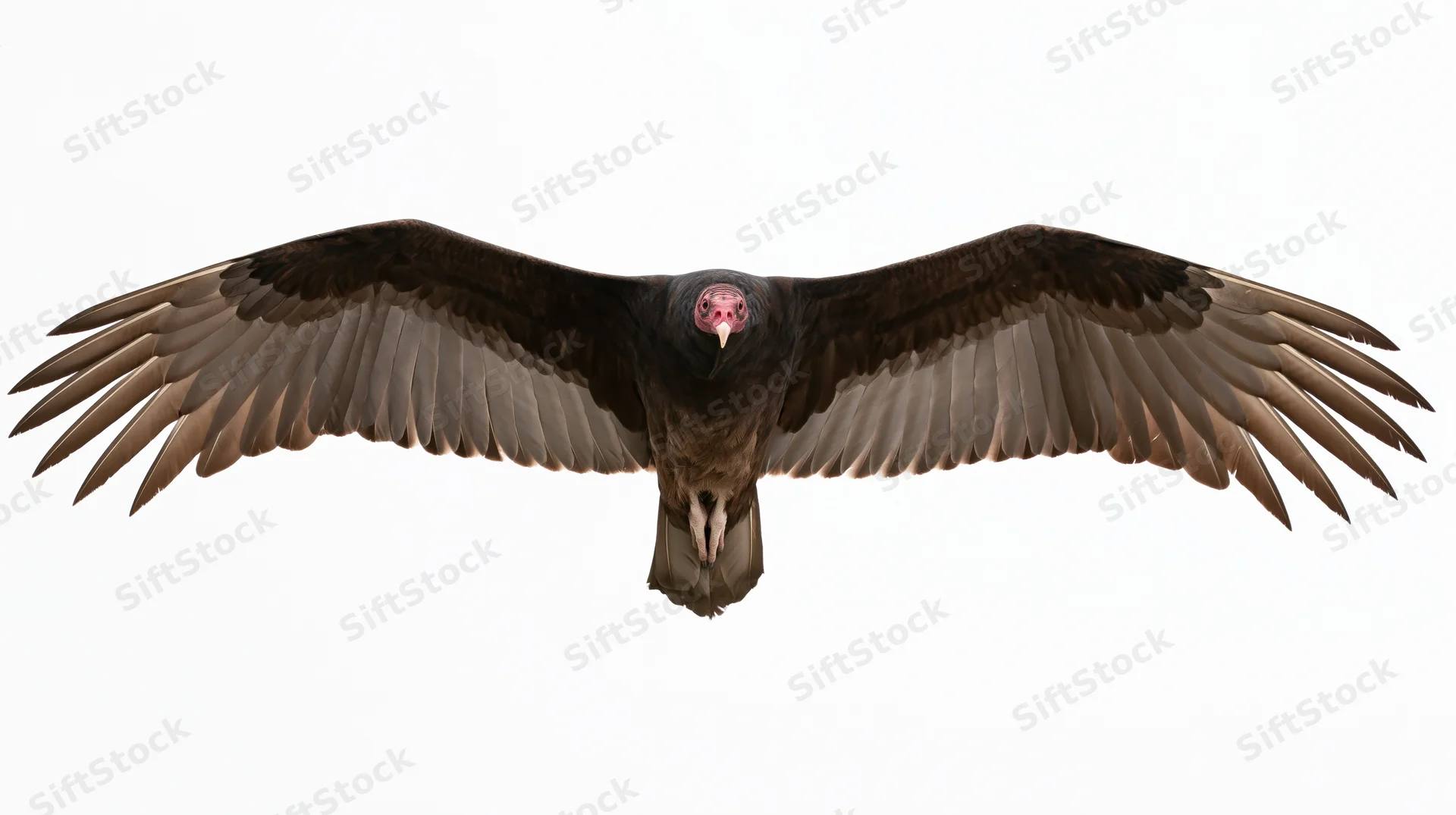 Turkey vulture soaring in full wingspan glide viewed straight on against white background