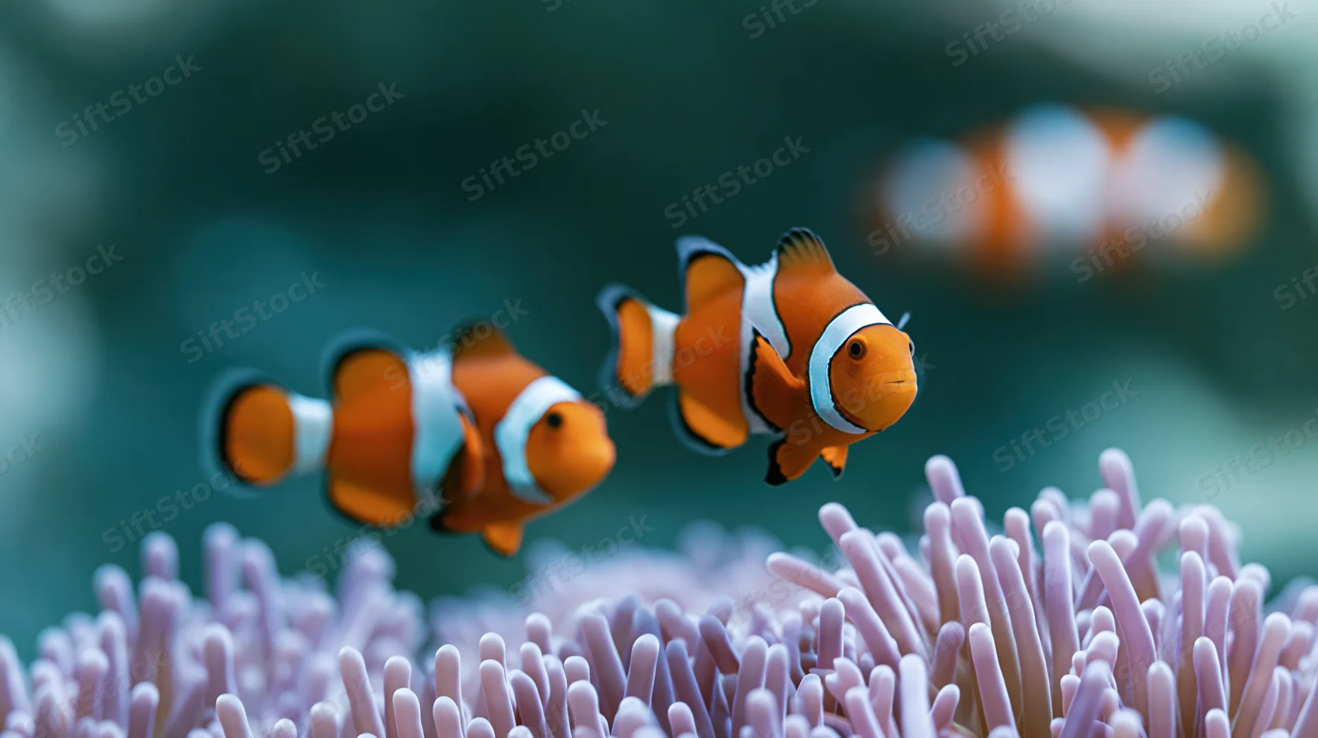 Clownfish swimming among swaying sea anemone tentacles in underwater marine habitat