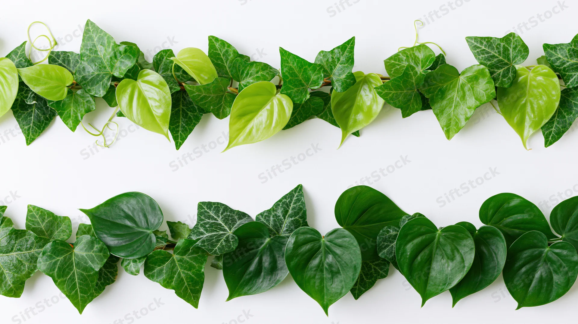 Two horizontal garlands of ivy and heart-shaped leaves arranged on white background