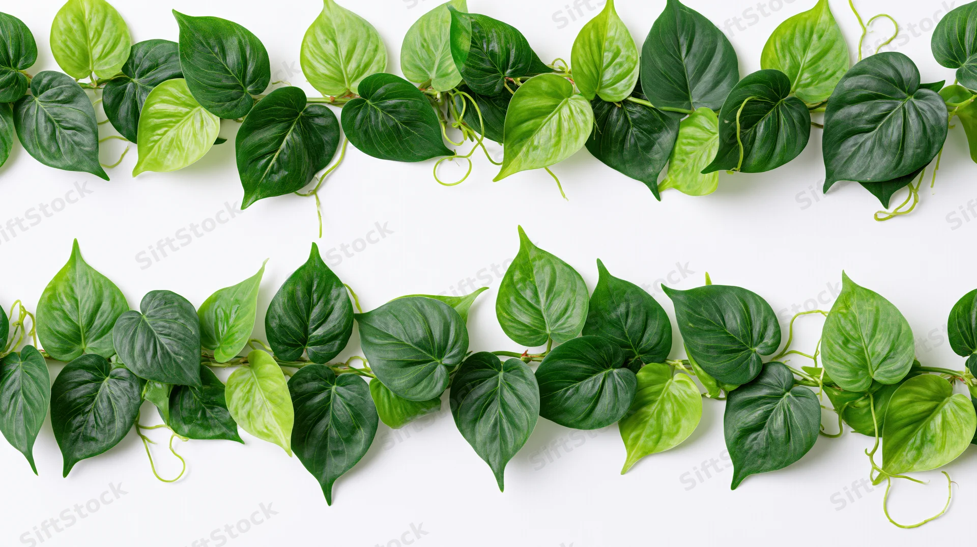 Two horizontal garlands of green ivy leaves arranged on white background