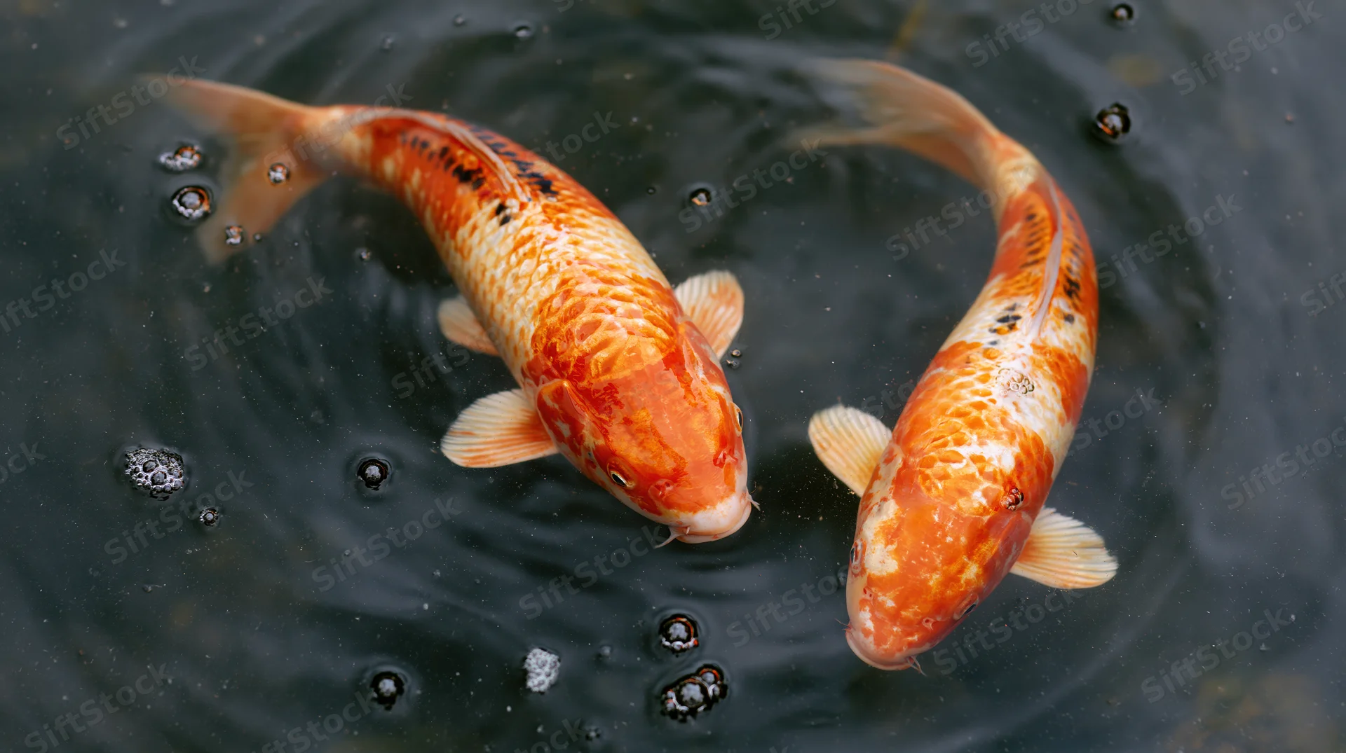 Two koi fish swimming in a circular pattern in dark water