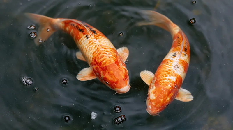 Two koi fish swimming in a circular pattern in dark water