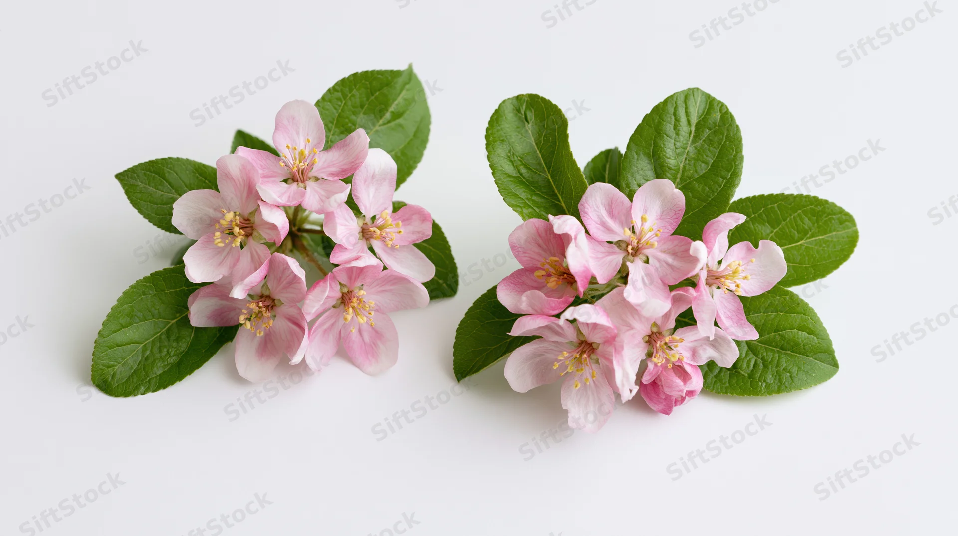 Two clusters of pink apple blossom flowers with green leaves on white background