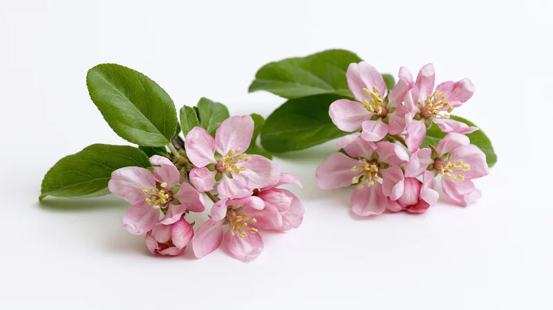 Two clusters of pink apple blossom flowers with green leaves on white background