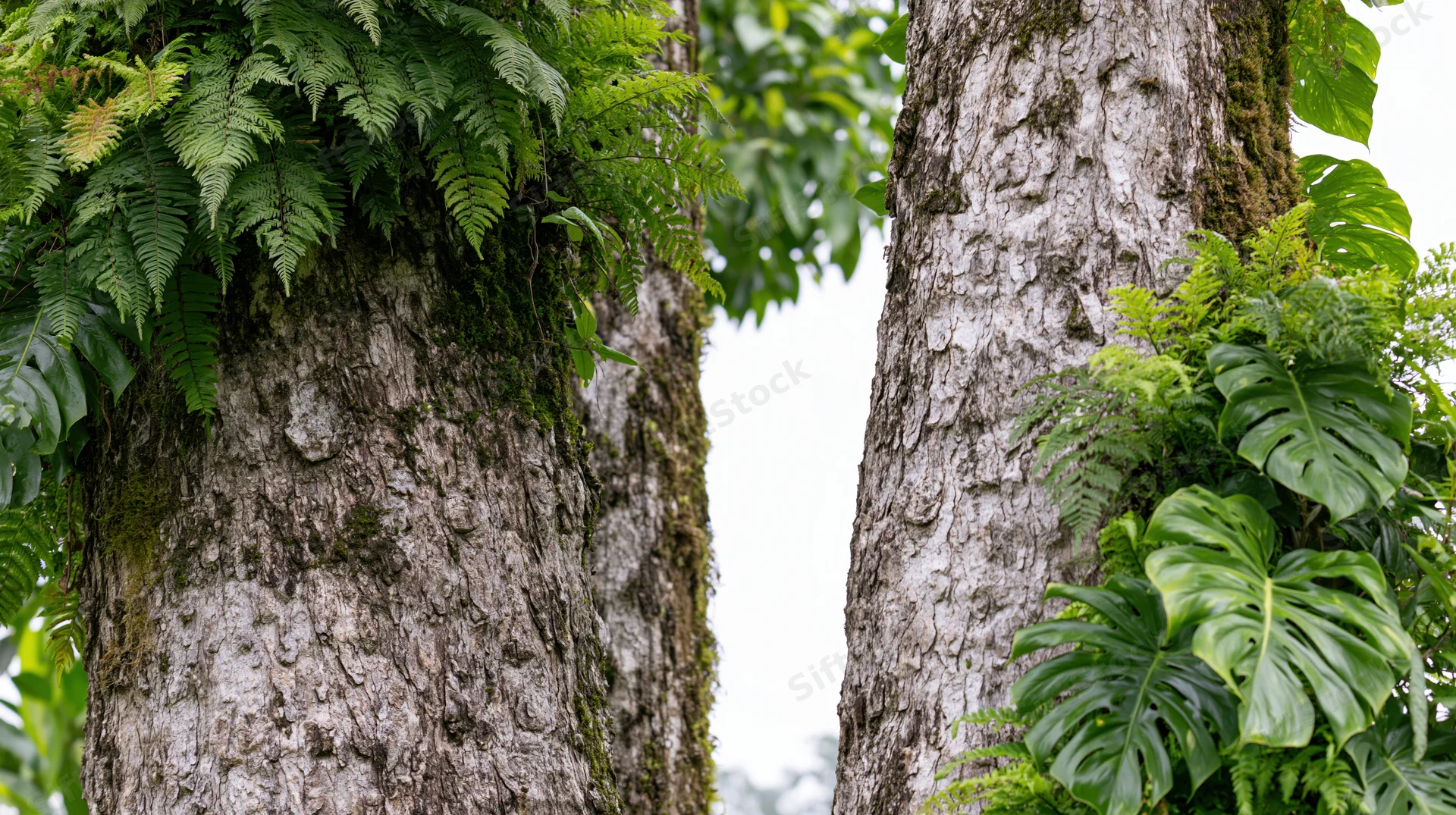 Two tropical tree trunks covered in lush green foliage and moss in a dense jungle setting