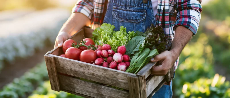 Farmer holding wooden crate filled with fresh vegetables in garden
