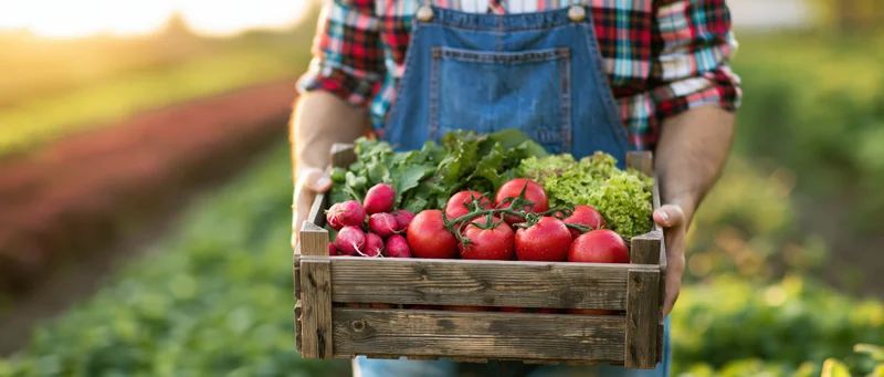 Farmer holding wooden crate filled with fresh vegetables in garden field