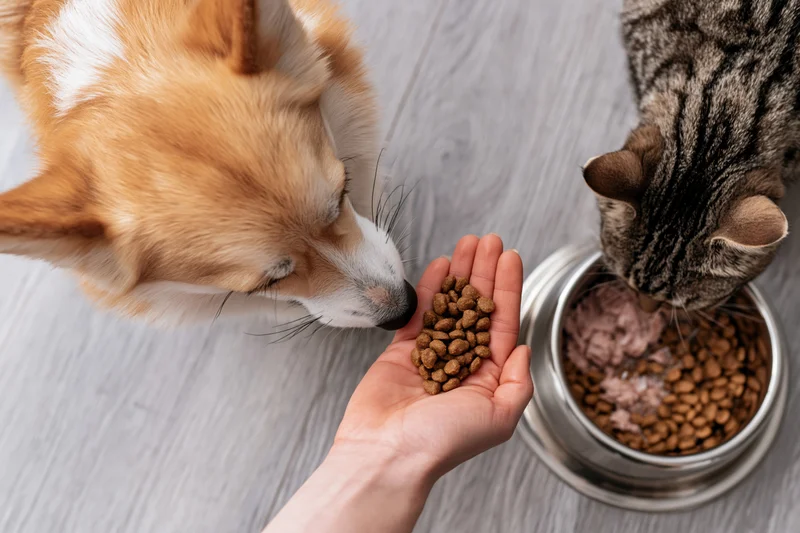 Dog and cat eating from a hand and bowl on a wooden floor