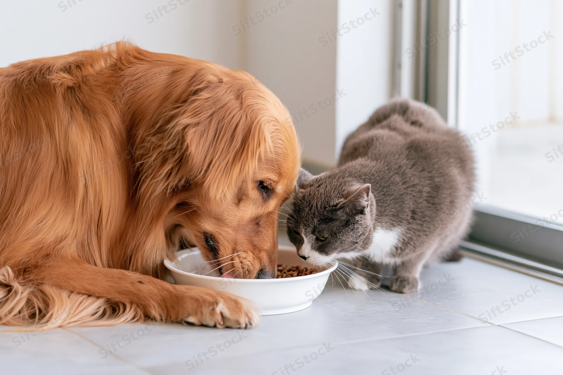 Golden retriever and gray cat eating from same bowl on tiled floor near window