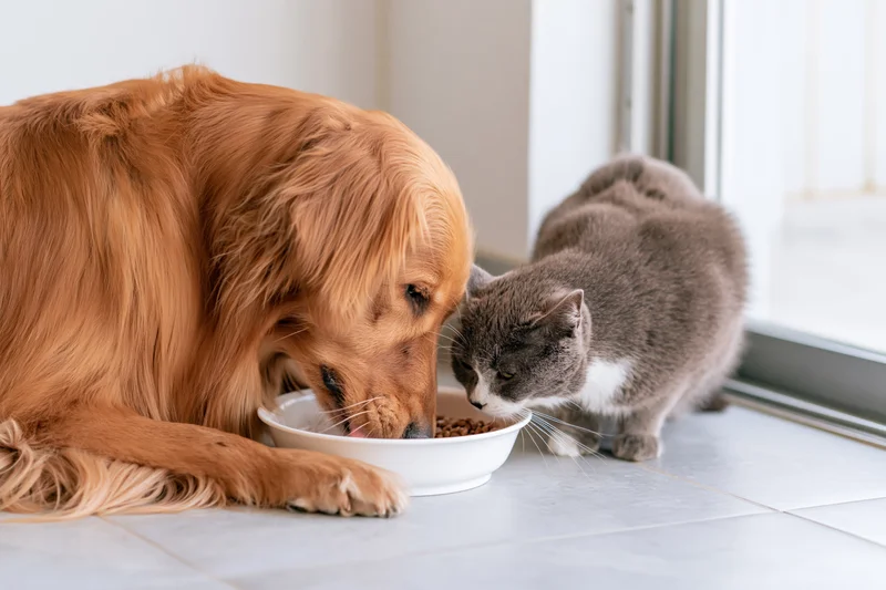 Golden retriever and gray cat eating from same bowl on tiled floor near window