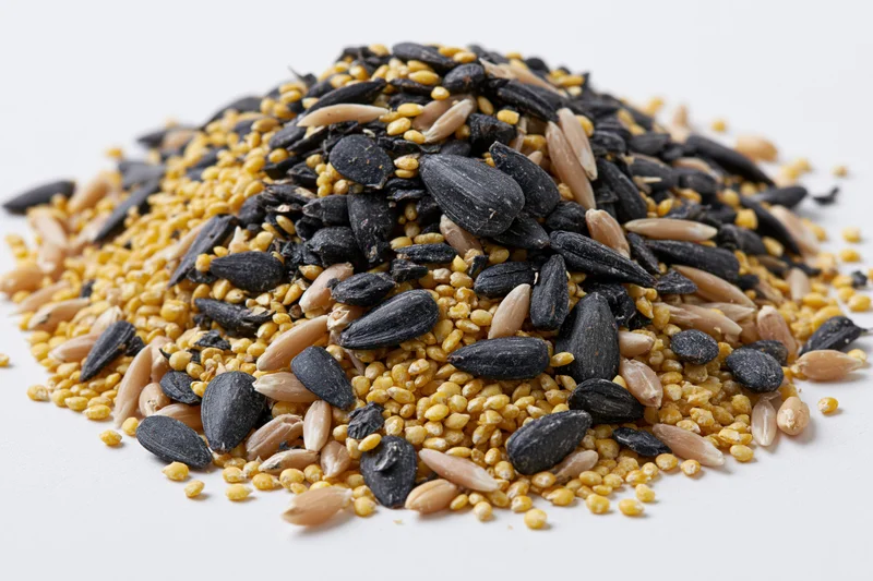 A mound of mixed birdseed including black sunflower seeds, millet, and wheat on a white background