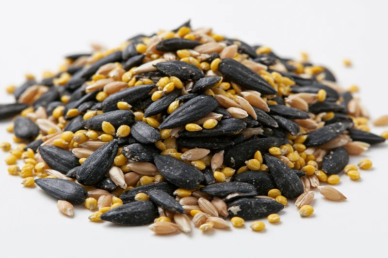 A mound of mixed birdseed including black sunflower seeds and yellow kernels on a white surface