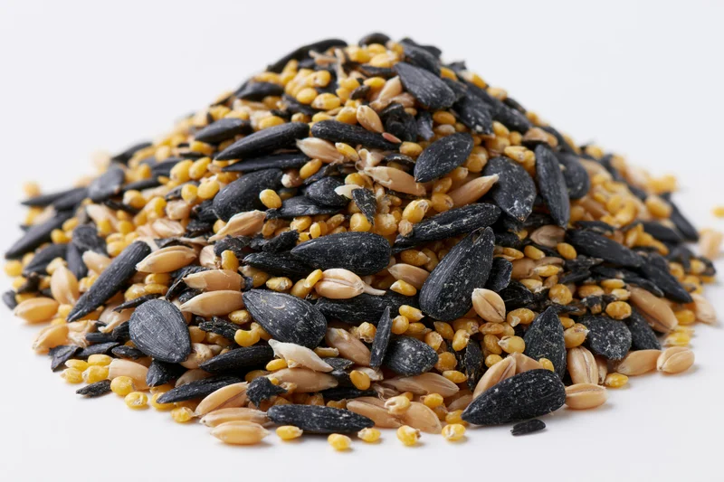 Mound of mixed birdseed including black sunflower seeds on white background