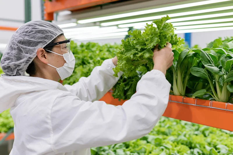 Woman in white coverall harvesting lettuce in indoor hydroponic farm