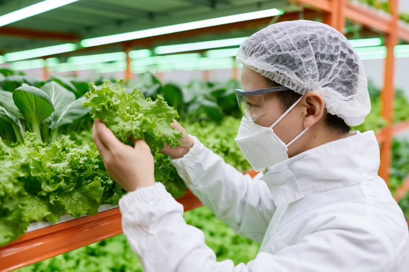 Worker inspecting lettuce in a vertical hydroponic farm