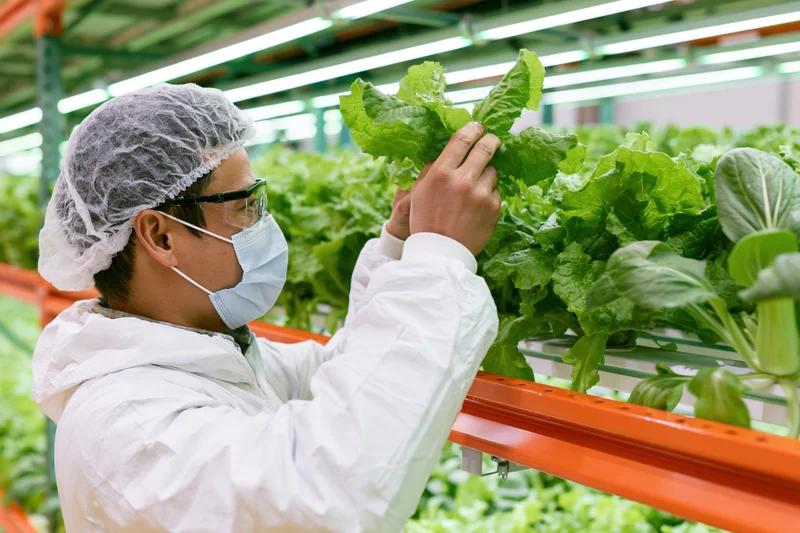 Worker inspecting lettuce in a vertical hydroponic greenhouse