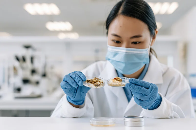 Asian woman scientist examining food samples in petri dishes in a laboratory