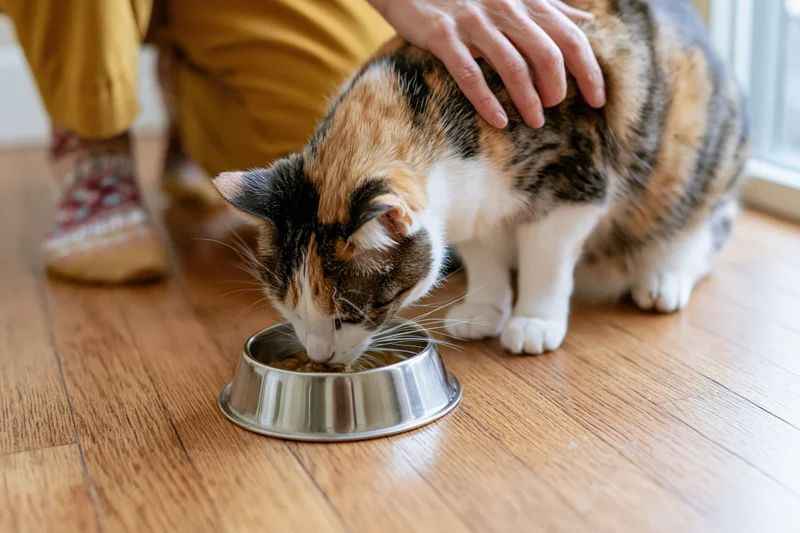 Calico cat eating from a stainless steel bowl on wooden floor while being petted by a woman