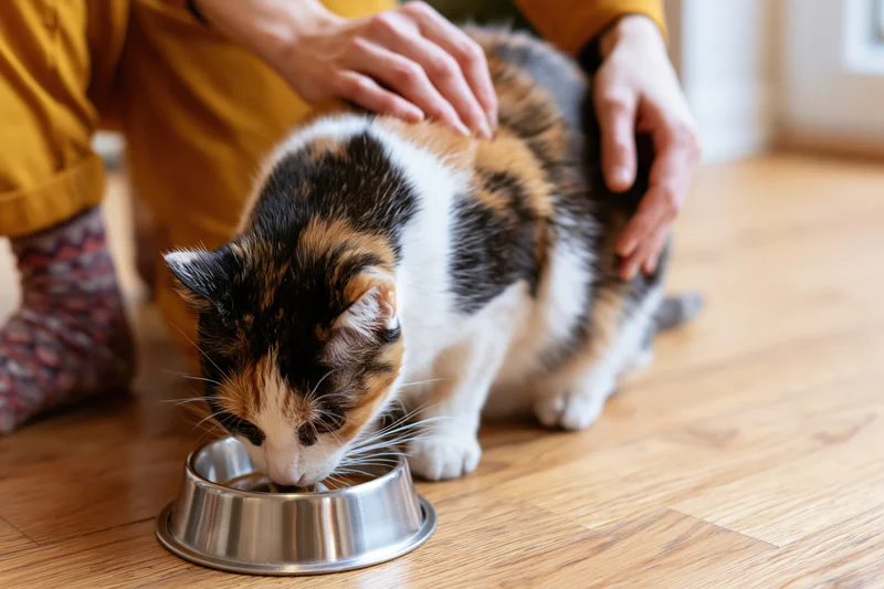 Calico cat eating from a stainless steel bowl on hardwood floor while being petted by a woman