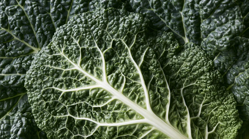 Close-up of a savoy cabbage leaf showing detailed texture and veins