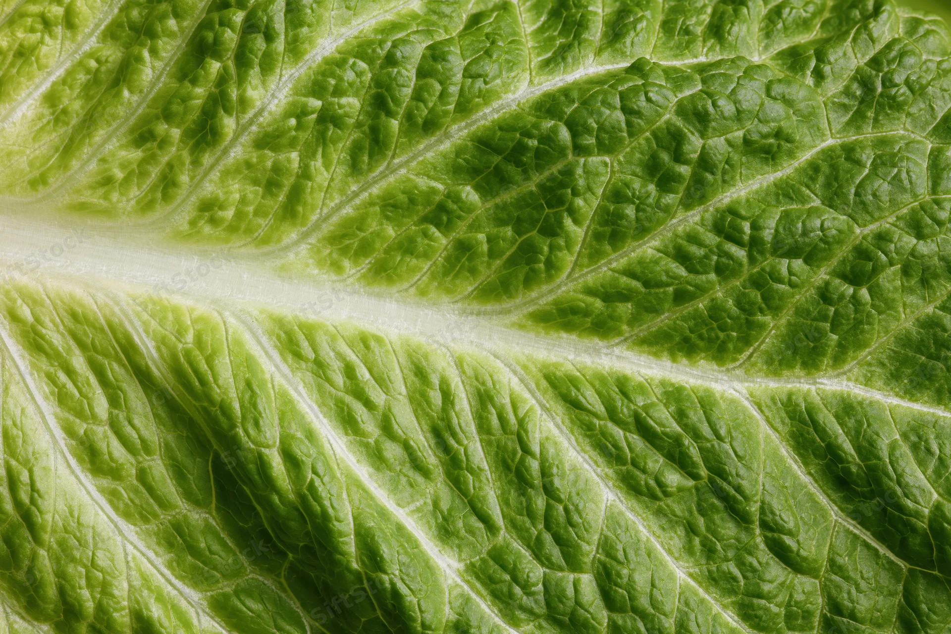 Close-up of a fresh romaine lettuce leaf showing detailed veins and texture