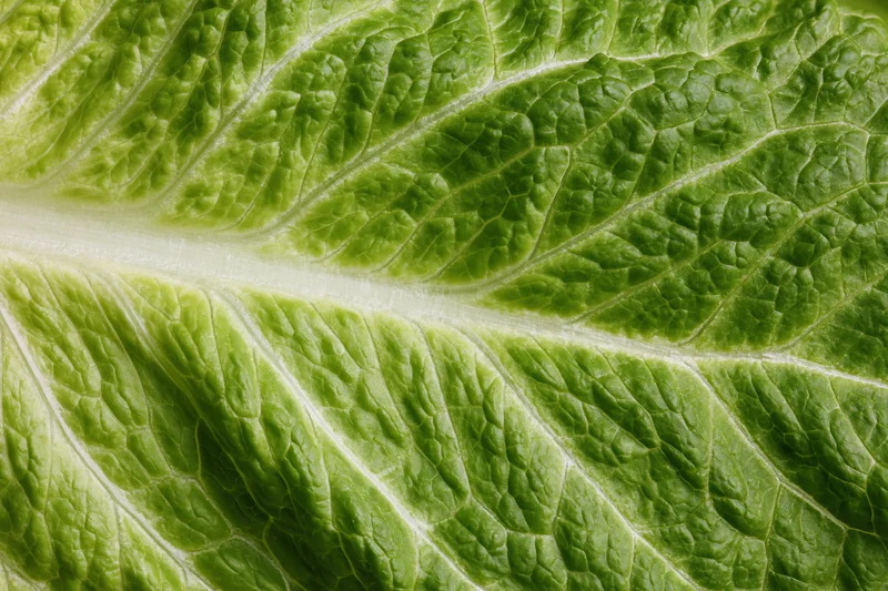 Close-up of a fresh romaine lettuce leaf showing detailed veins and texture
