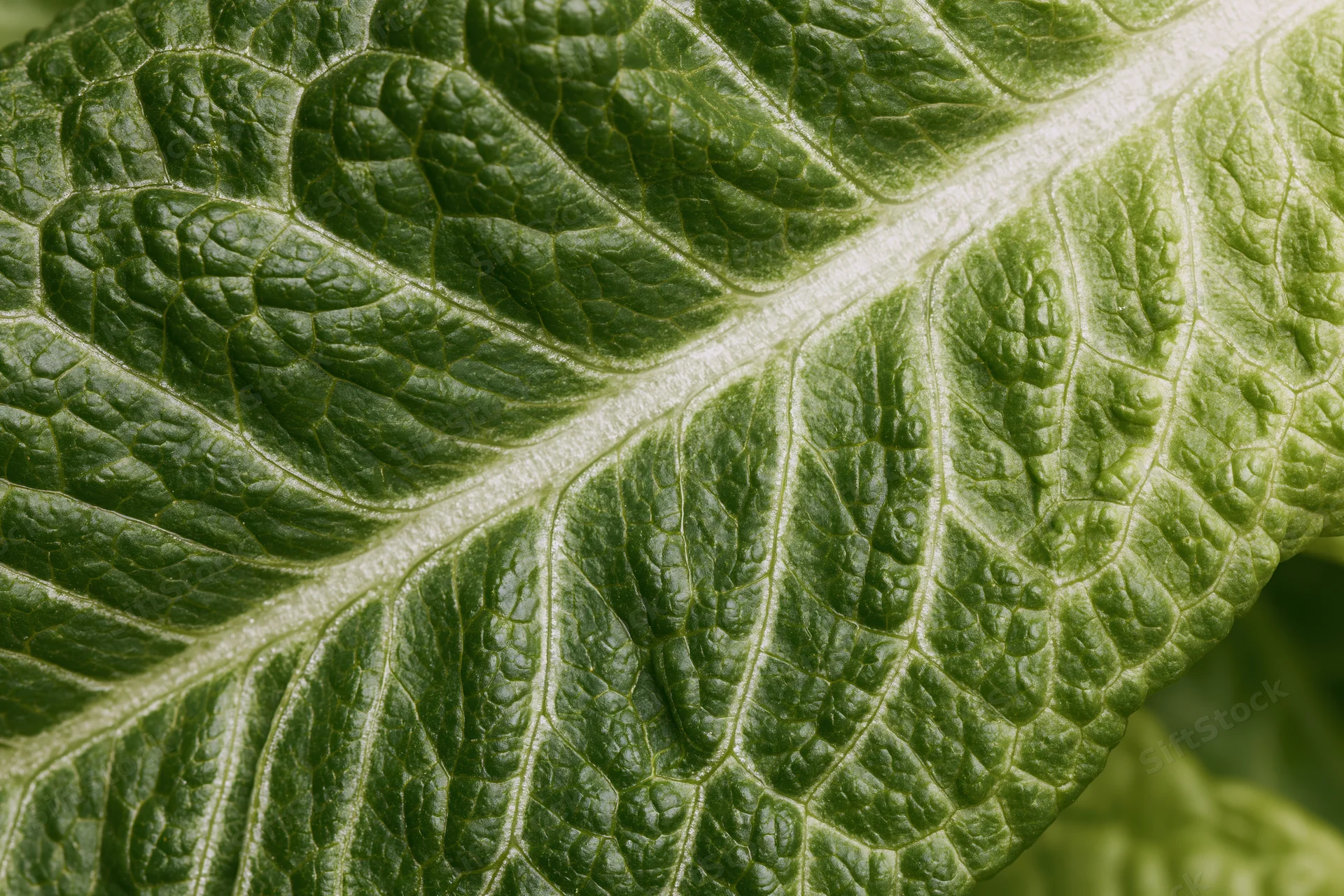 Closeup of a single romaine lettuce leaf showing detailed veins and texture