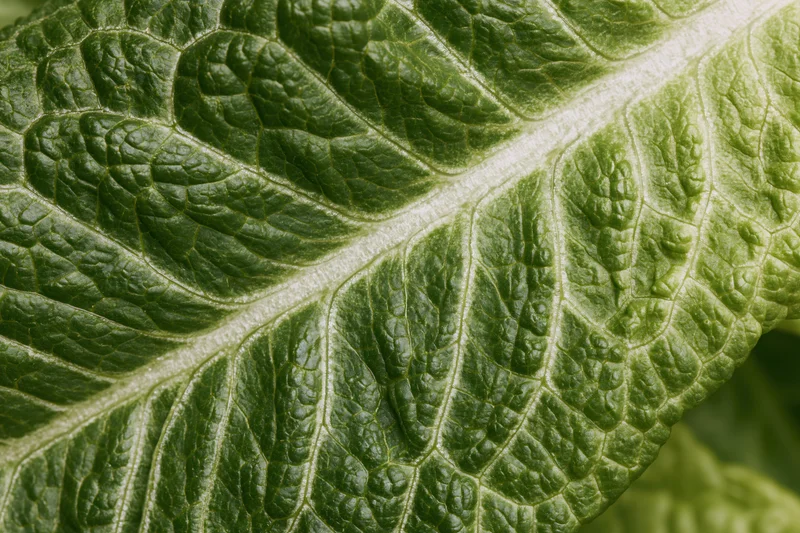 Closeup of a single romaine lettuce leaf showing detailed veins and texture