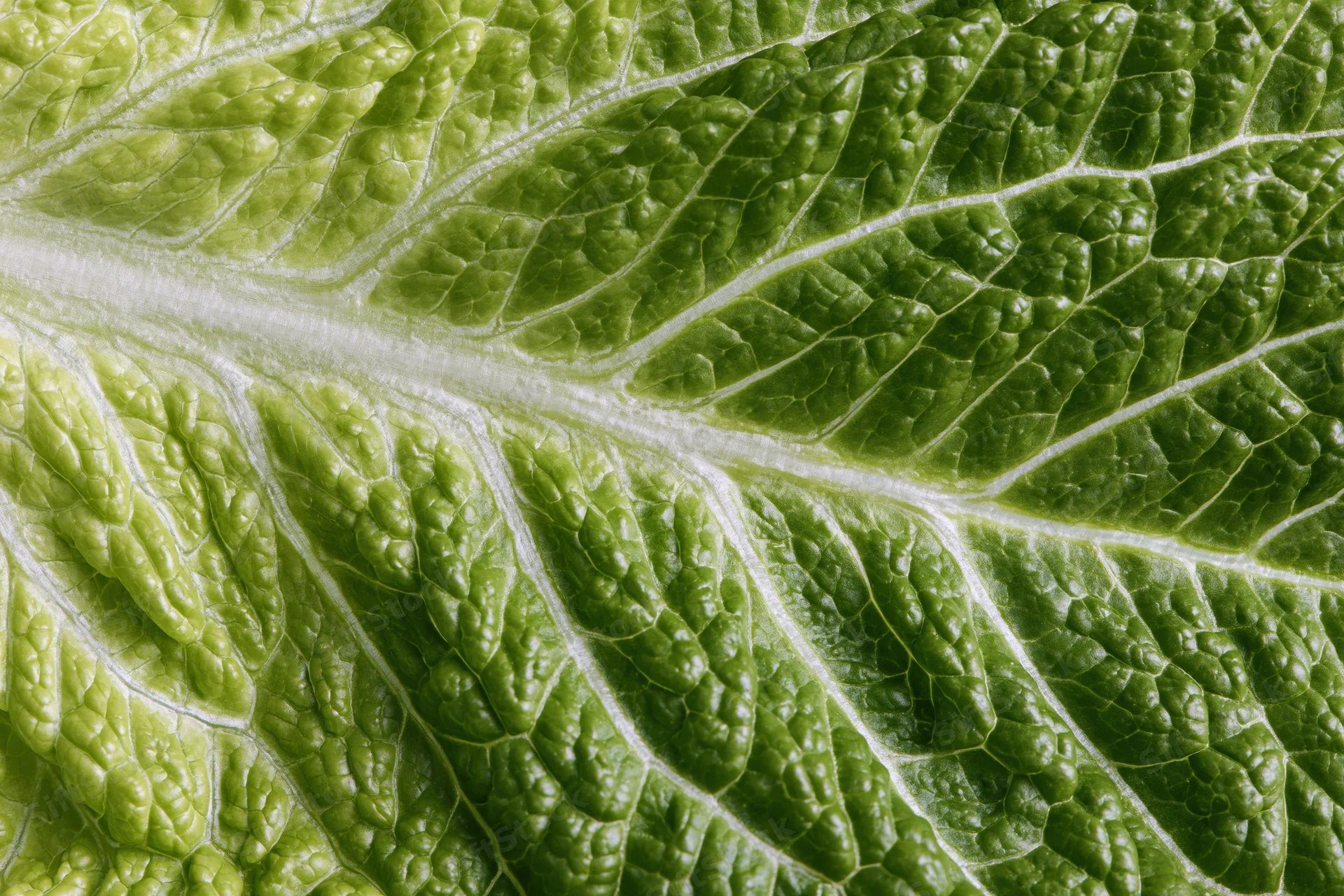 Close-up of a fresh romaine lettuce leaf showing detailed veins and texture