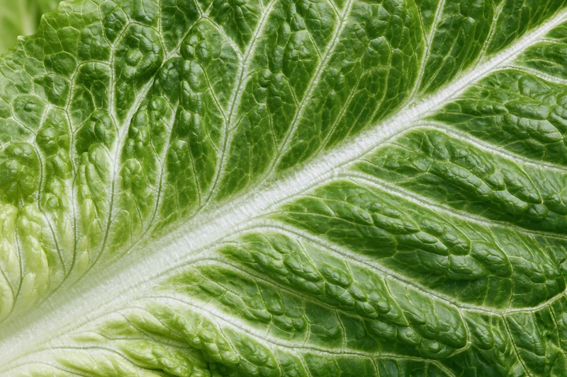 Close-up of a fresh romaine lettuce leaf showing detailed veins and texture