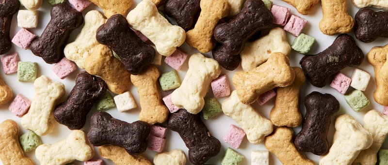 Assorted dog bone-shaped biscuits and small square treats arranged in a flat lay on a white surface