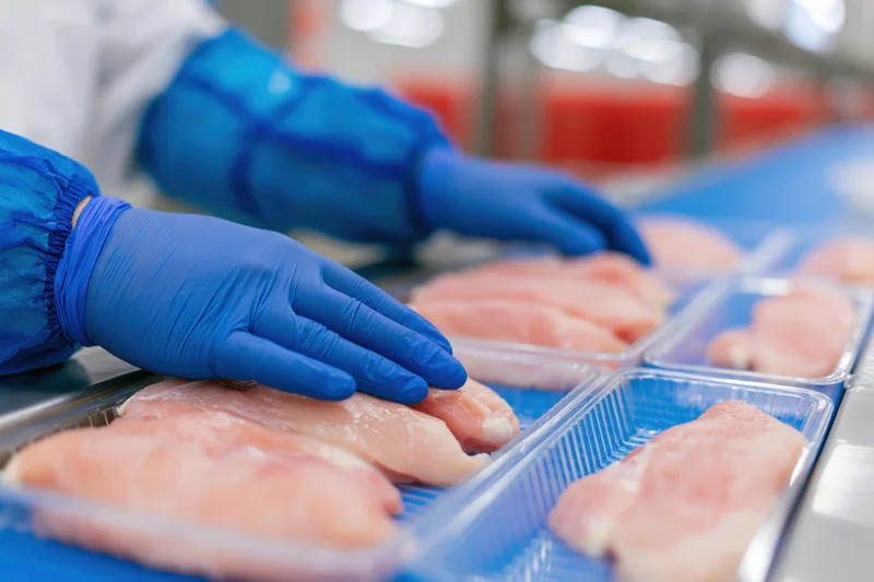 Worker in blue nitrile gloves handling raw chicken fillets on a production line