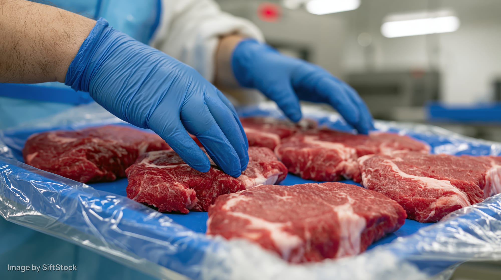Worker inspecting raw beef cuts on a tray in a meat processing facility