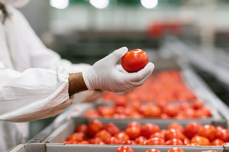 Worker inspecting a tomato on a production line in a food processing facility