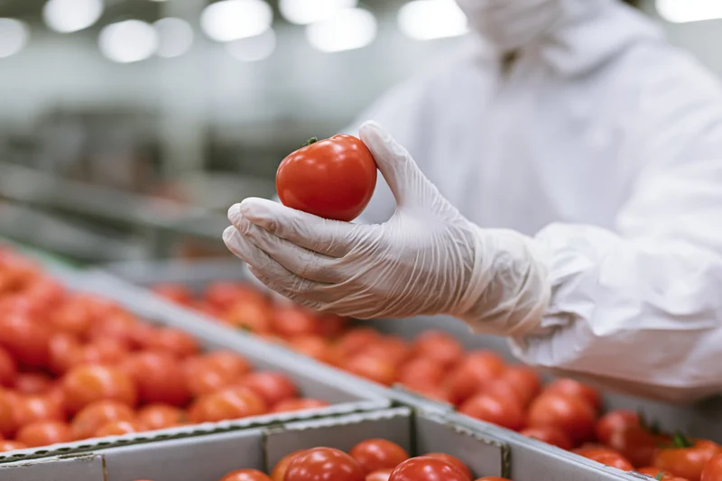 Worker inspecting a tomato on a production line in a food processing facility