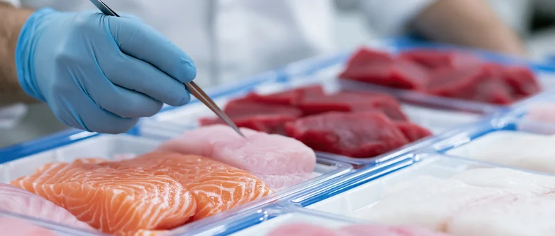 Hand in blue nitrile glove probing fish fillets in plastic trays during quality inspection