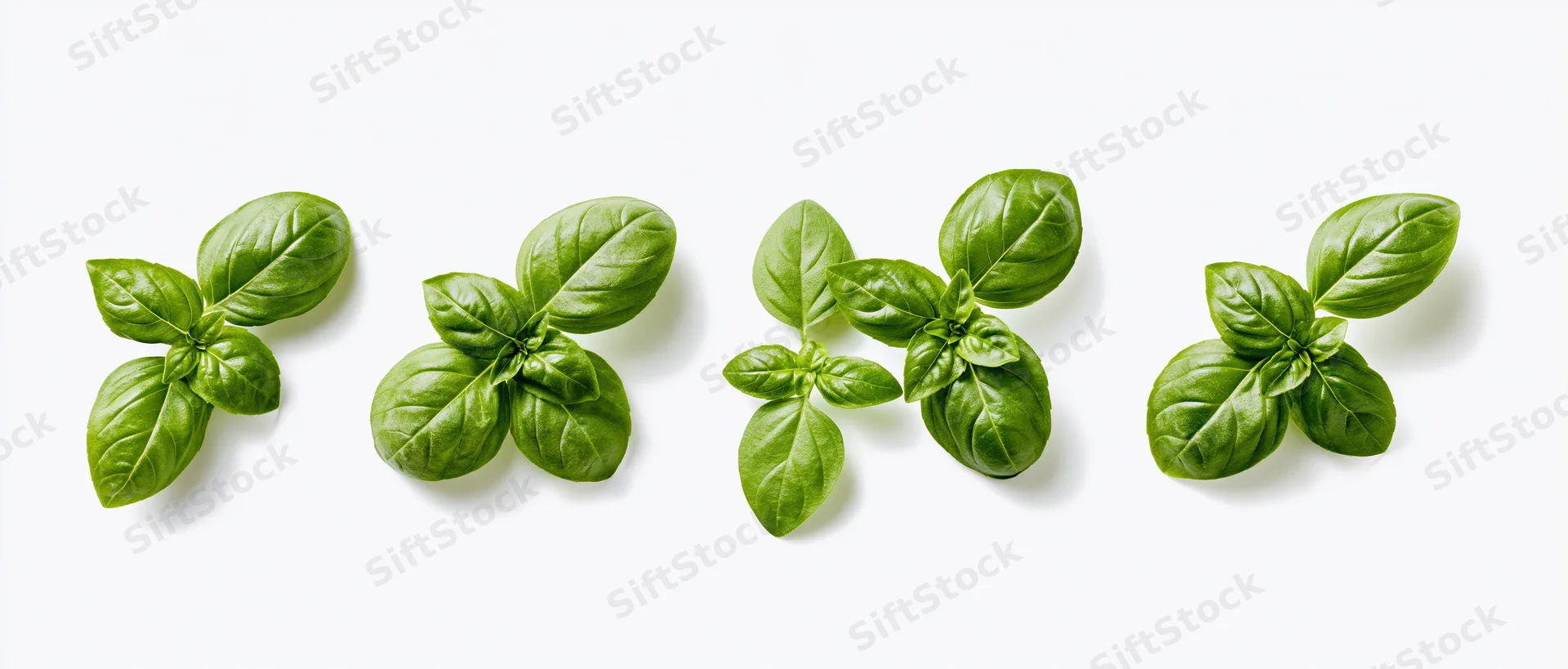 Four clusters of fresh basil leaves arranged horizontally on a white background