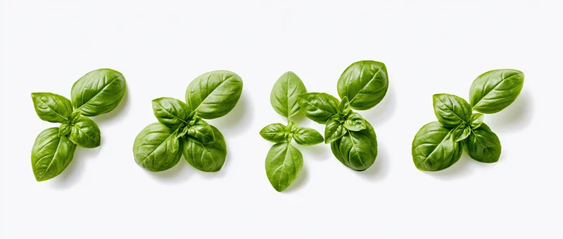Four clusters of fresh basil leaves arranged horizontally on a white background
