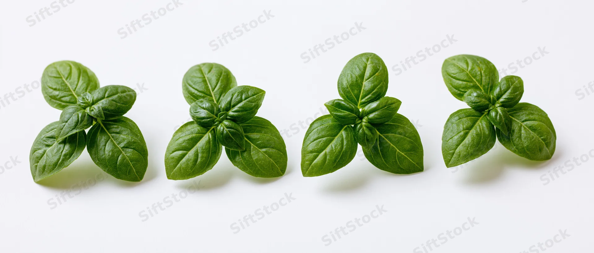 Four clusters of fresh basil leaves arranged in a horizontal row on a white background
